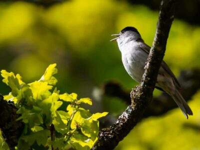 Blackcap-2738-scaled