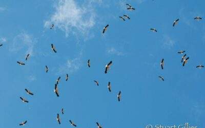 White-Stork-9129-copy-scaled