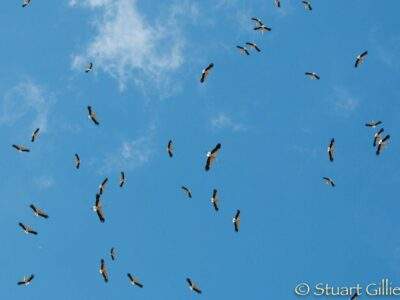 White-Stork-9129-copy-scaled