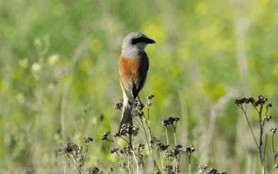 bird-watchinhg-in-norfolk-and-suffolk