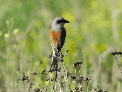bird-watchinhg-in-norfolk-and-suffolk
