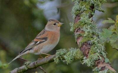 Brambling