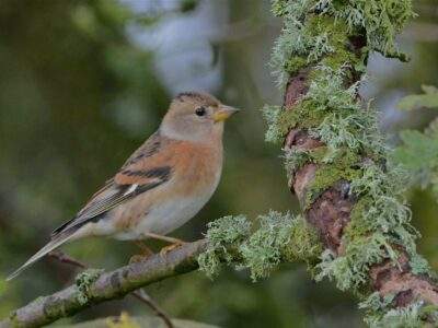 Brambling