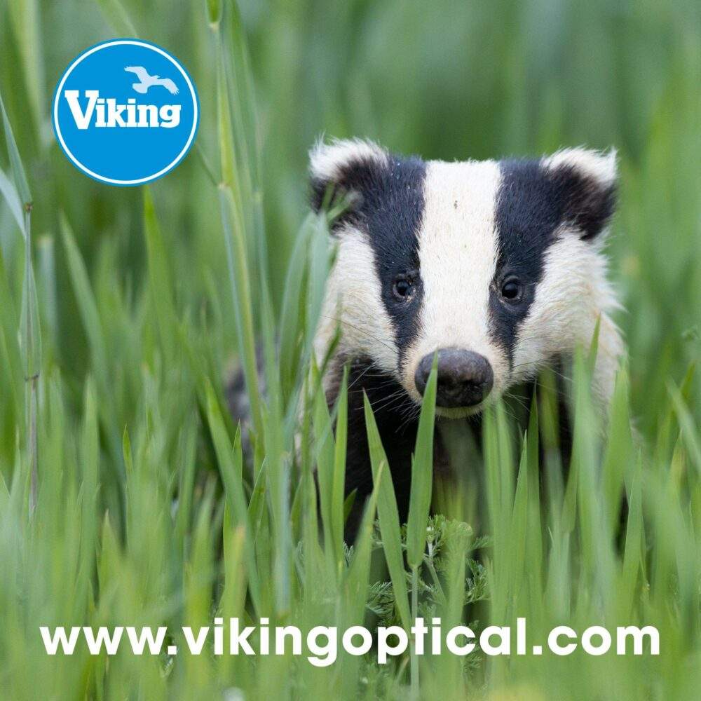 Badger-CLOTH-scaled
