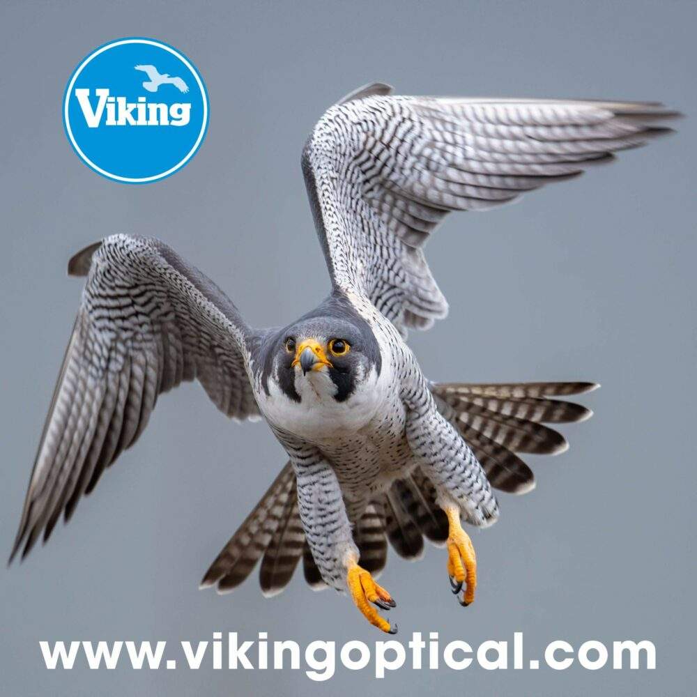 PEREGRINE-CLOTH-scaled