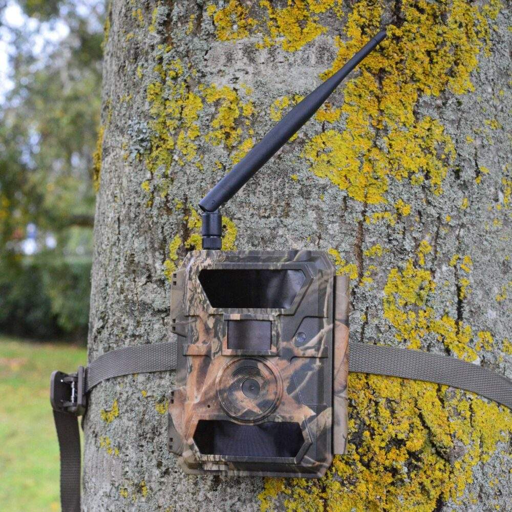 Viking-Nature-Cam-on-Tree-web-scaled